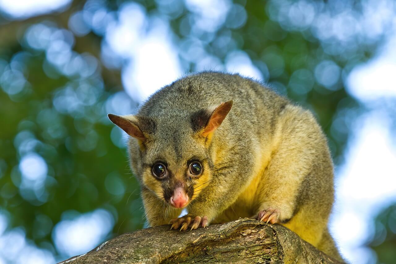 Possum Removal Allambie - 20 Years Safe And Humane Service